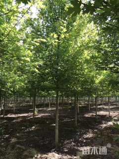 12公分美国红枫