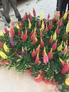 高度25厘米羽扇豆