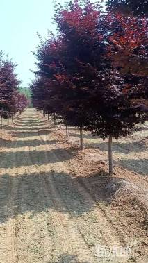 10公分日本红枫