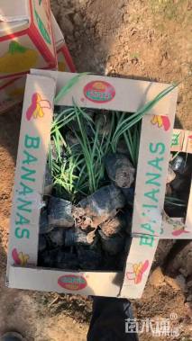 高度25厘米紫娇花