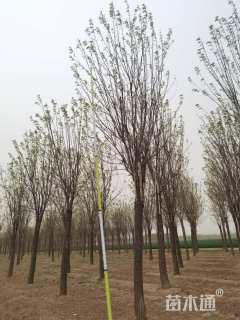 22公分嫁接香花槐