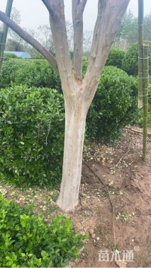 高度750厘米红花紫薇