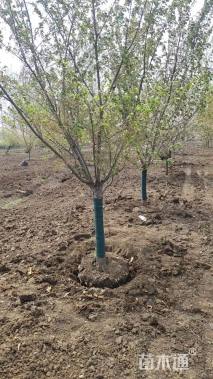 14公分染井吉野樱