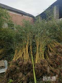 地栽苗金镶玉竹