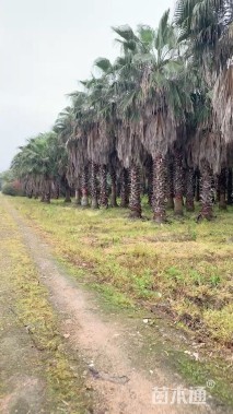 裸干高450厘米华棕
