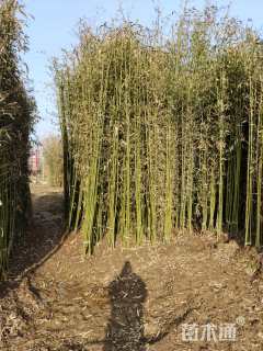 地栽苗金镶玉竹