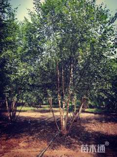 高度800厘米丛生白桦