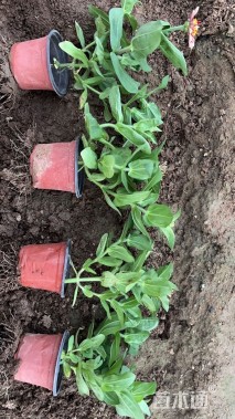 高度22厘米百日草