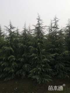高度550厘米雪松