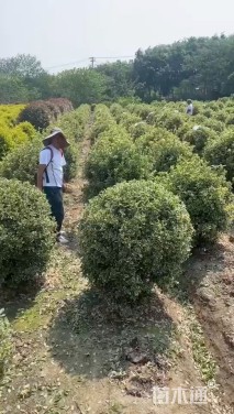 冠幅220厘米金边黄杨球