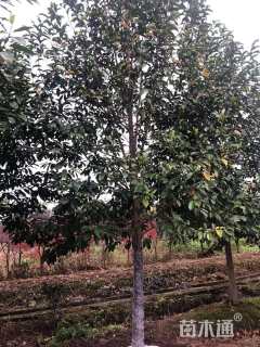 12公分乐昌含笑