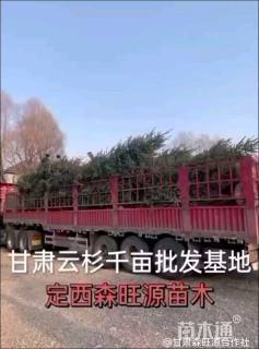 9公分青白扦云杉