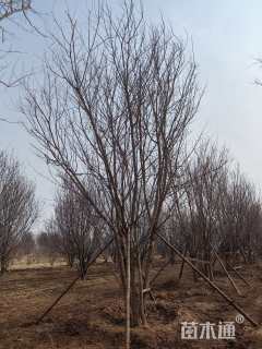 高度700厘米丛生五角枫