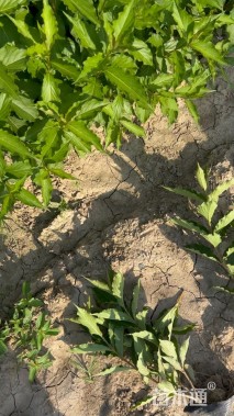 高度30厘米锦带花