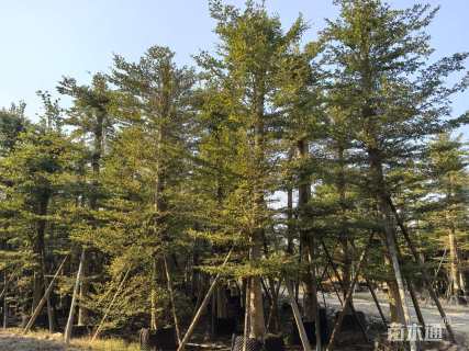 22公分小叶榄仁