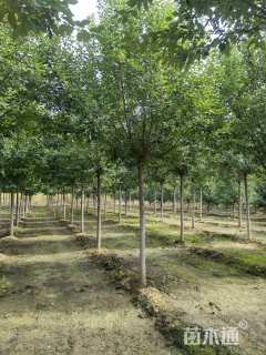 10公分绚丽海棠