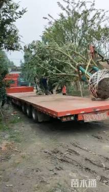 12公分丛生乌桕