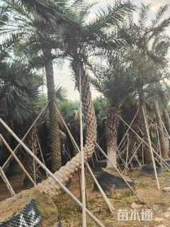 裸干高400厘米中东海枣