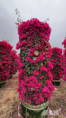 0.1公分造型红花勒杜鹃