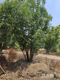 8公分(8杆)丛生女贞