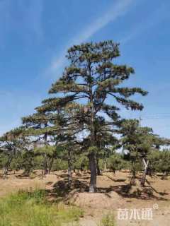 高度500厘米油松