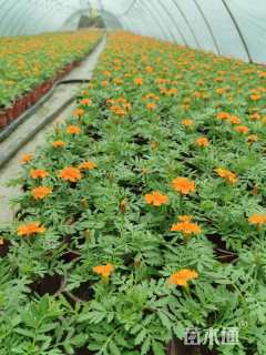 高度15厘米孔雀草