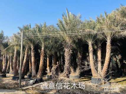 裸干高200厘米多杆海枣