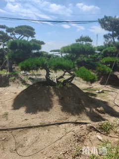 20公分造型油松