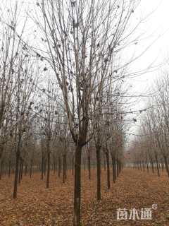 15公分美国红枫