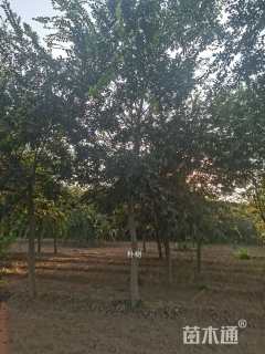 8公分染井吉野樱