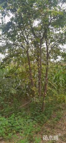 40公分(4杆)丛生朴树