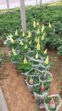 高度24厘米羽扇豆