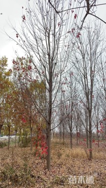 15公分美国红枫-秋火焰