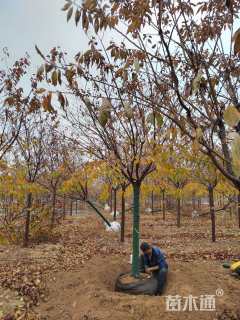 12公分高杆樱花