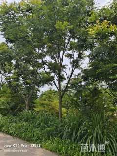 16公分黄山栾树