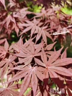 20公分日本红枫