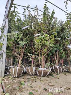 高度150厘米木绣球