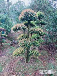 25公分造型赤楠