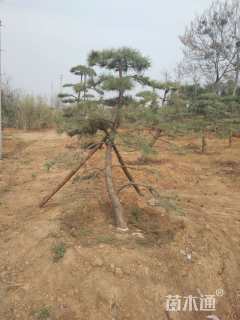 20公分造型油松