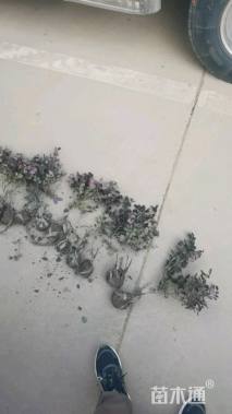 高度30厘米红花继木小苗