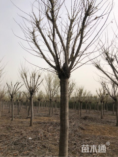 10公分白花紫荆