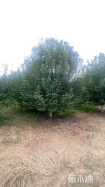 20公分绚丽海棠