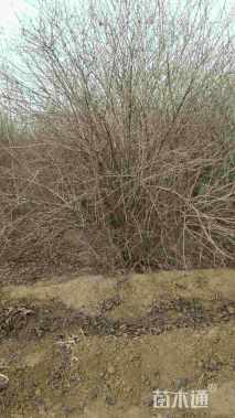 高度300厘米鸡树条