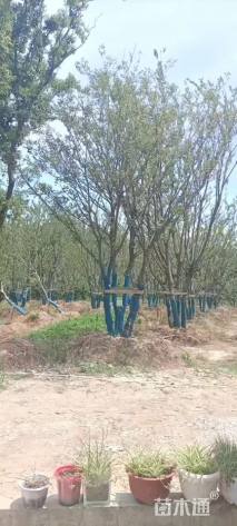 50公分(5杆)丛生朴树