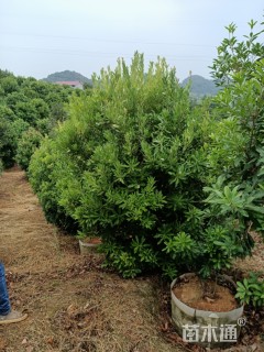 冠幅200厘米杨梅球