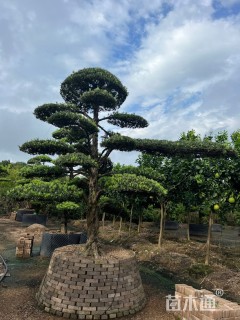 容器苗造型罗汉松