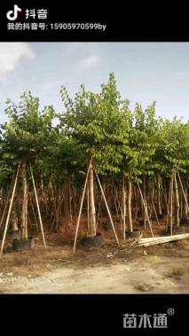 高度400厘米紫荆