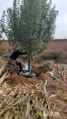 15公分八棱海棠