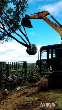 12厘米丛生五角枫