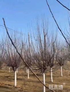 12公分光辉海棠